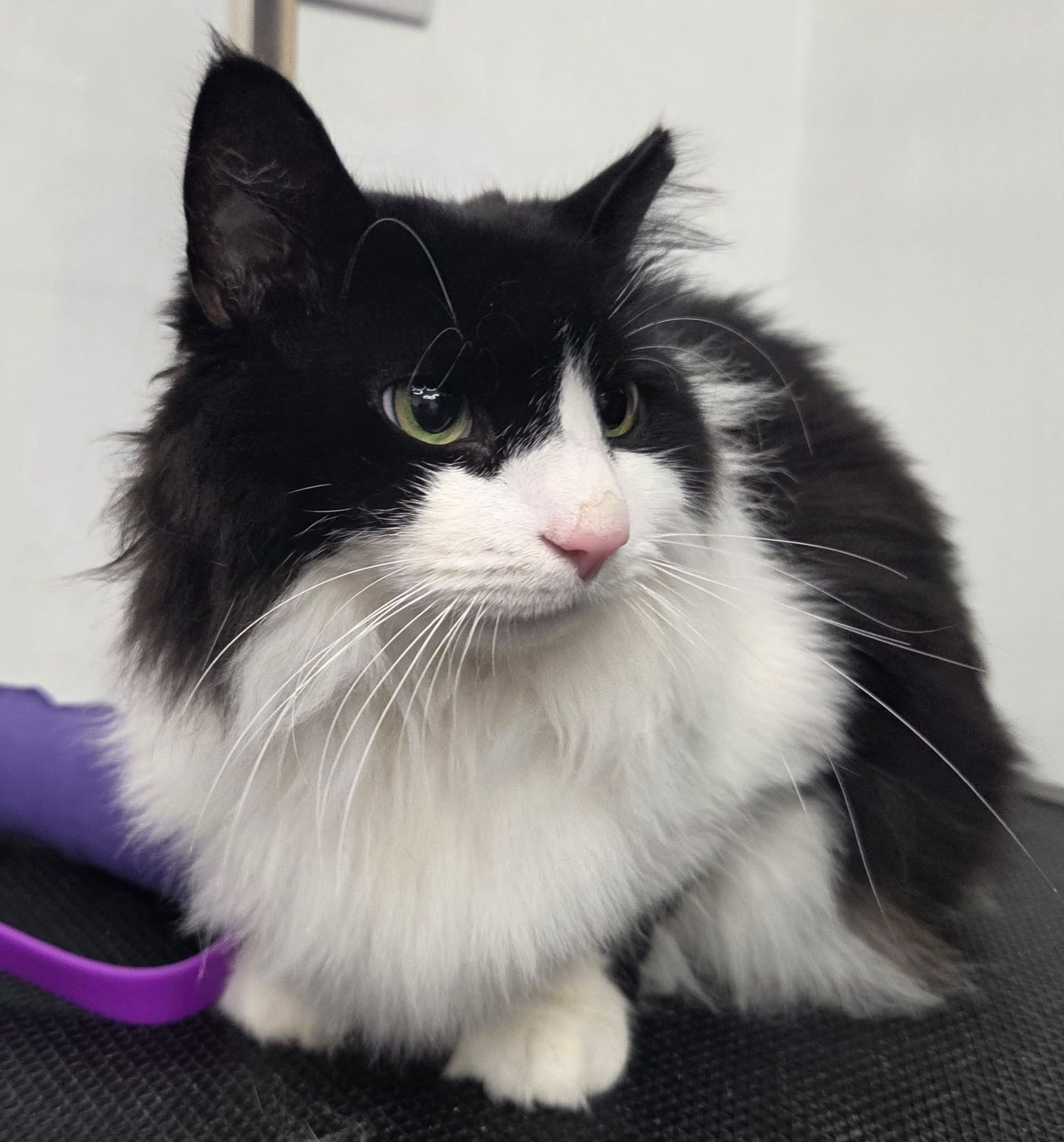 Long-haired tuxedo cat brushed out on the grooming table