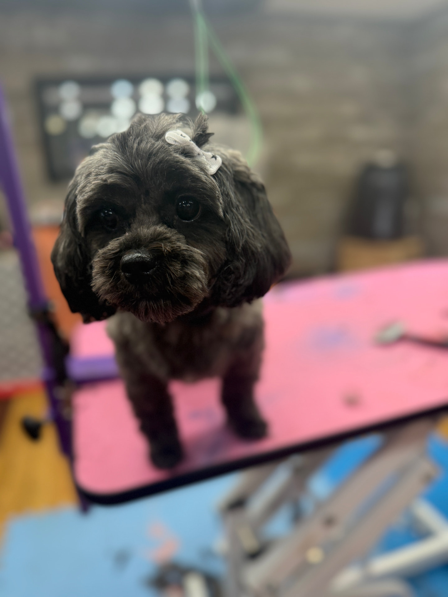 Small dark curly-coated dog with a bow, freshly groomed on the grooming table