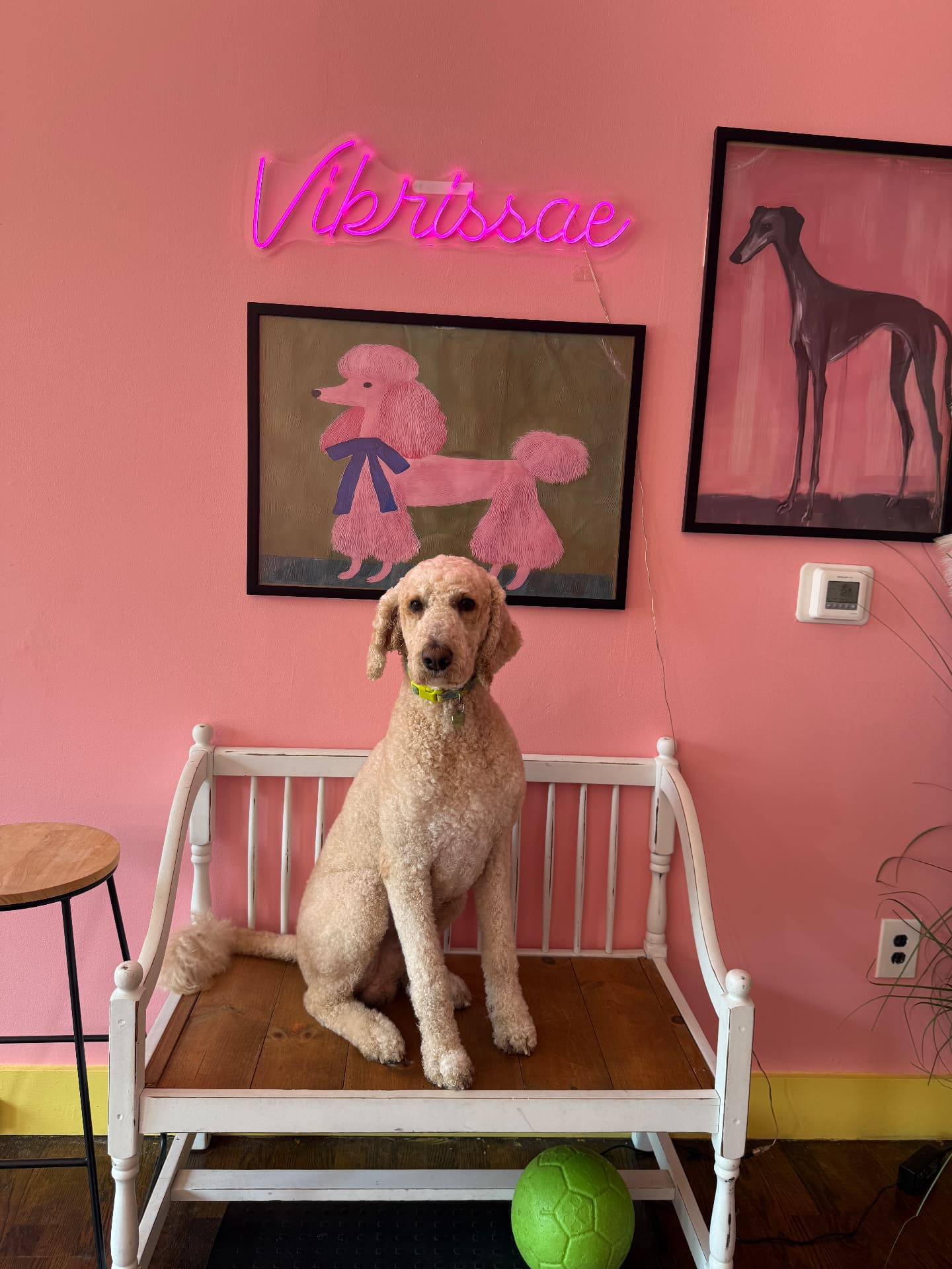 Freshly groomed apricot standard poodle on a Vibrissae salon bench