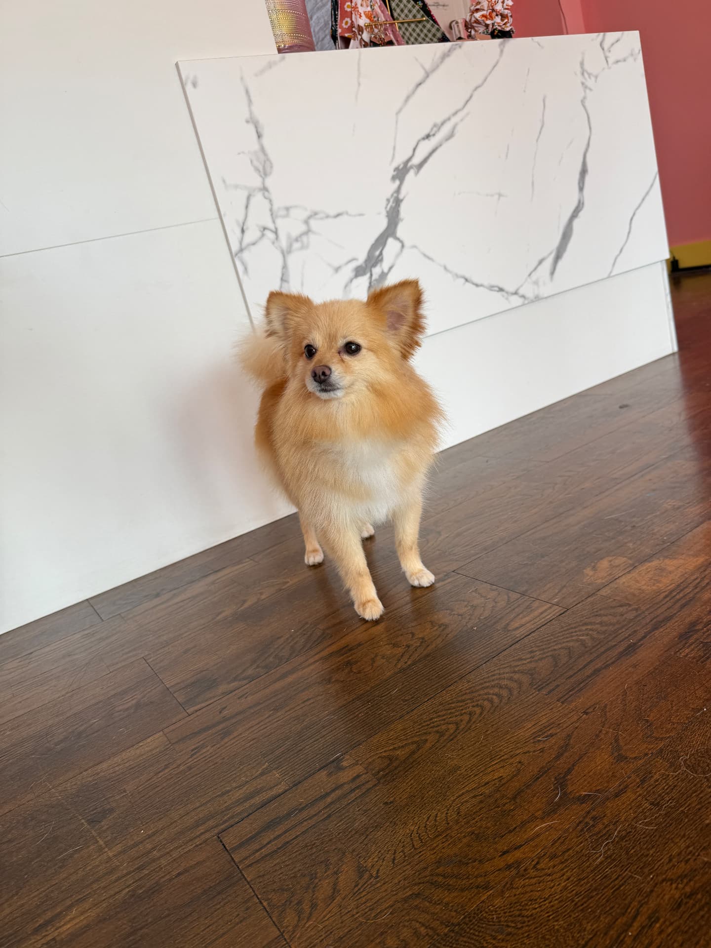 Cream Pomeranian standing in the salon after a groom