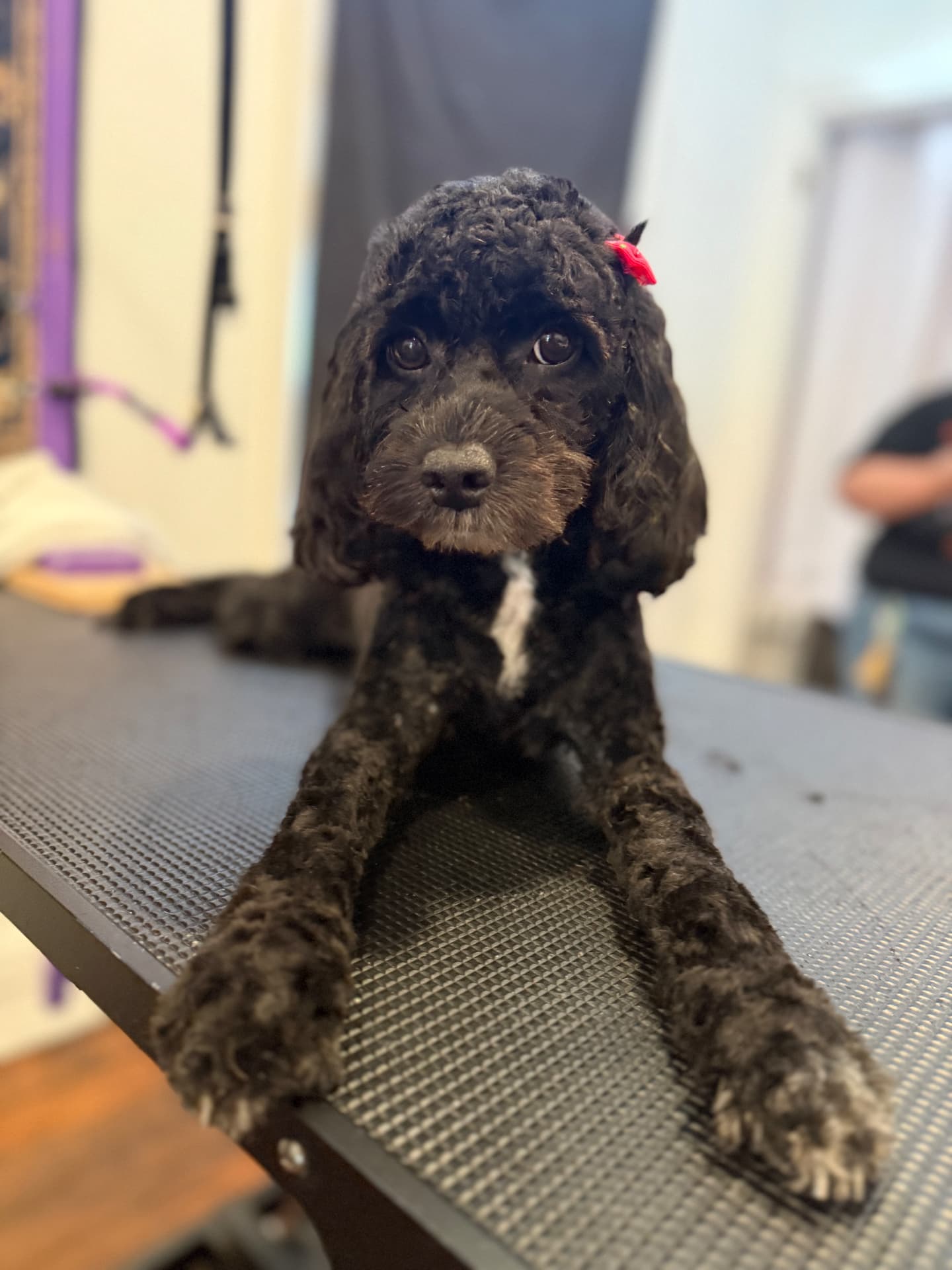 Black cockapoo stretched out on the grooming table with a red bow