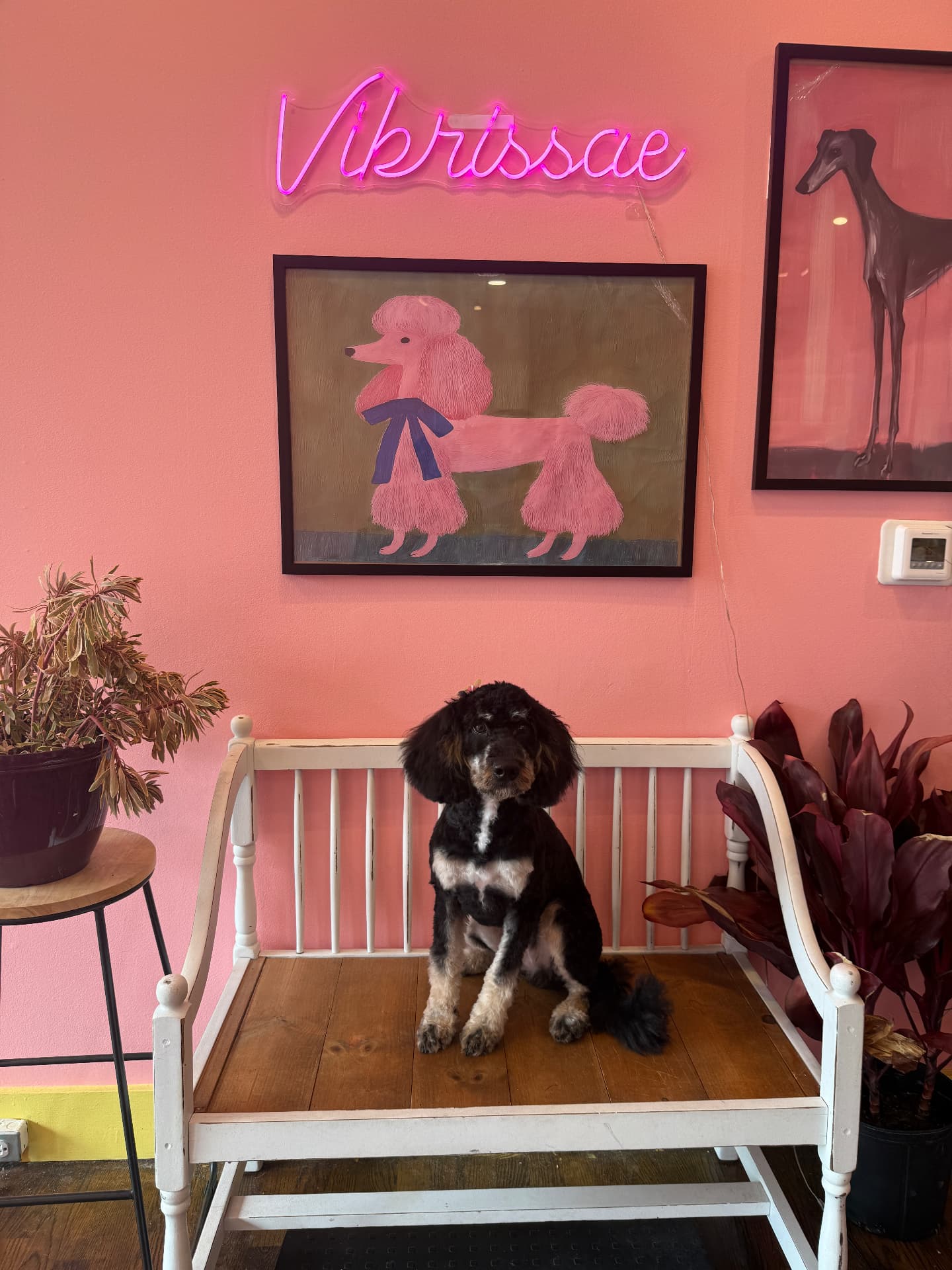 Black and white poodle mix with a freshly trimmed topknot on the salon bench